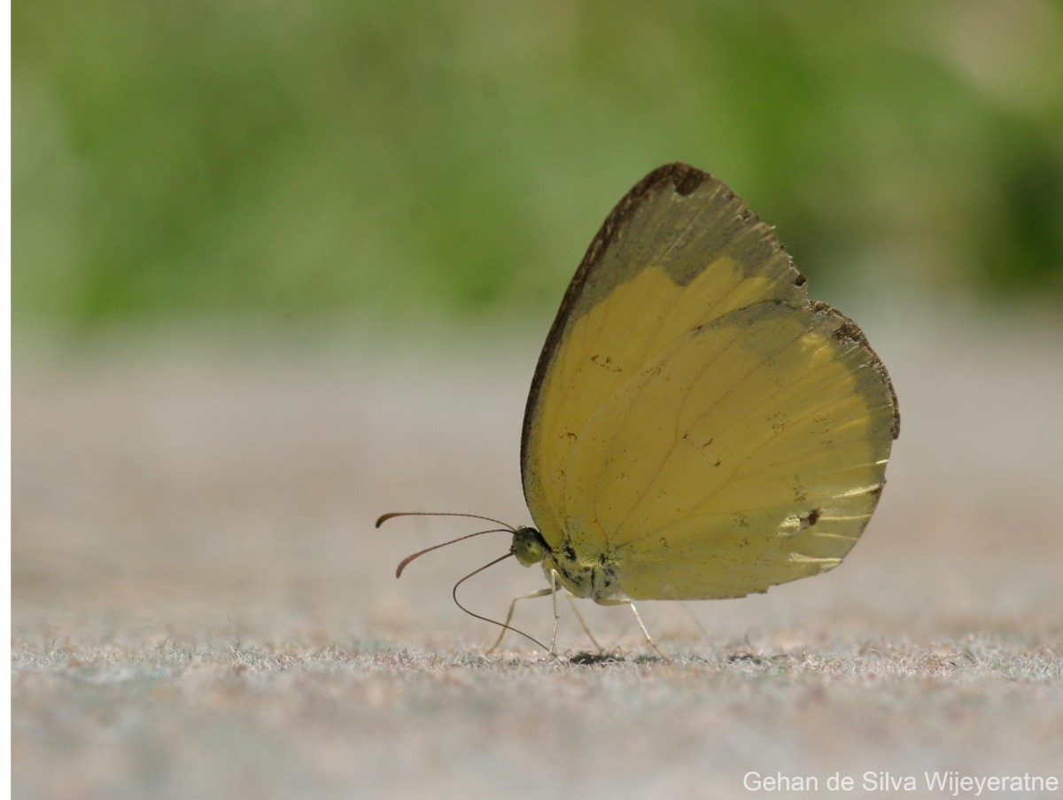 Eurema hecabe Linnaeus, 1764